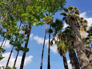Collezione delle palme dell'orto botanico